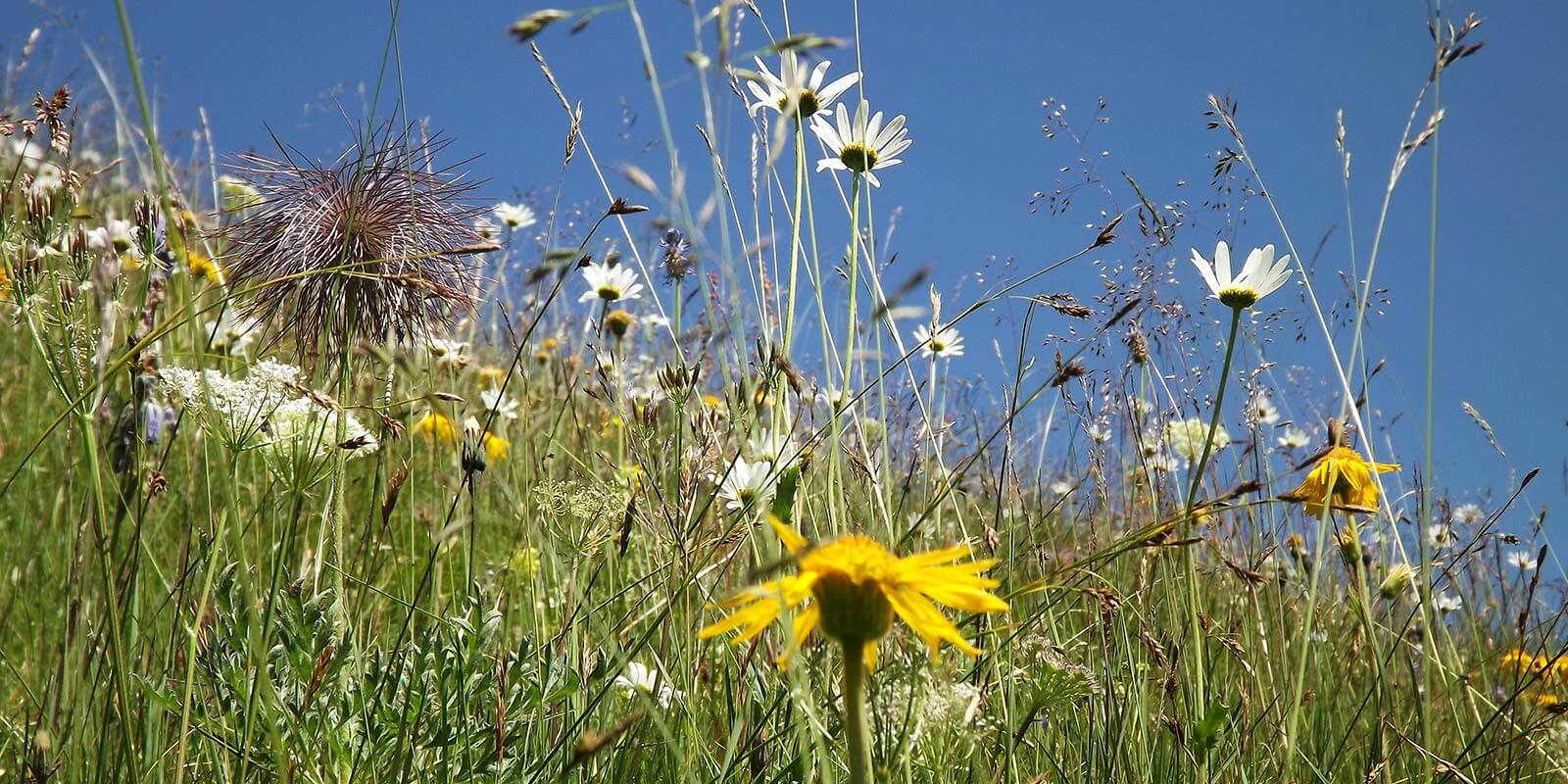 Blumenwiese