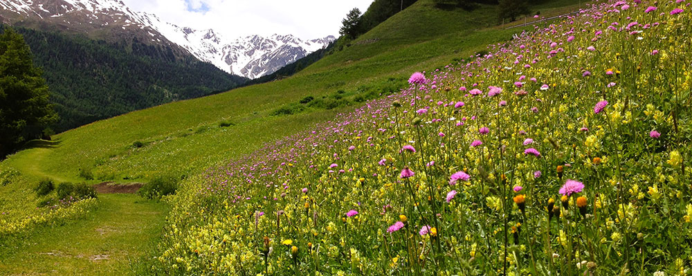 Die Natur im bunten Blümchenkleid