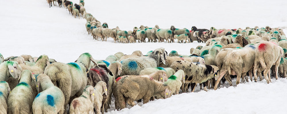 The sheep return to the valley...