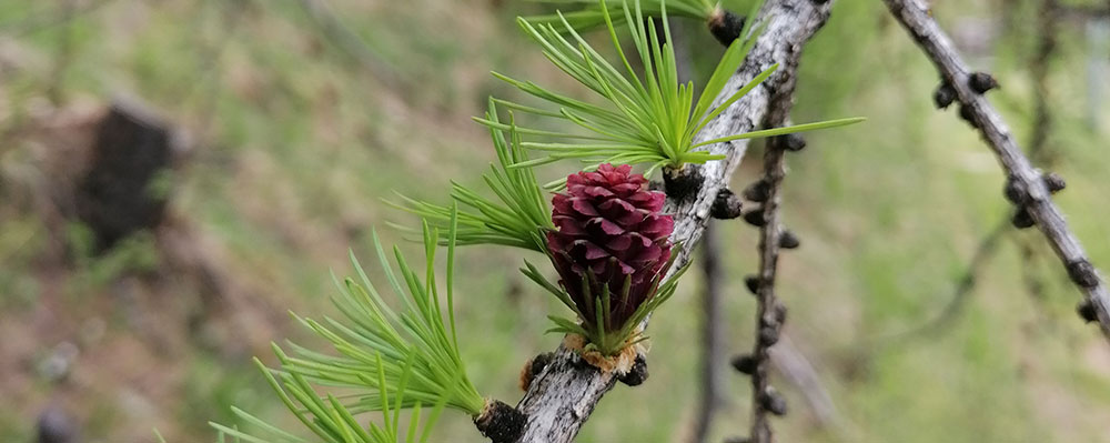 Naturerwachen in den Bergen
