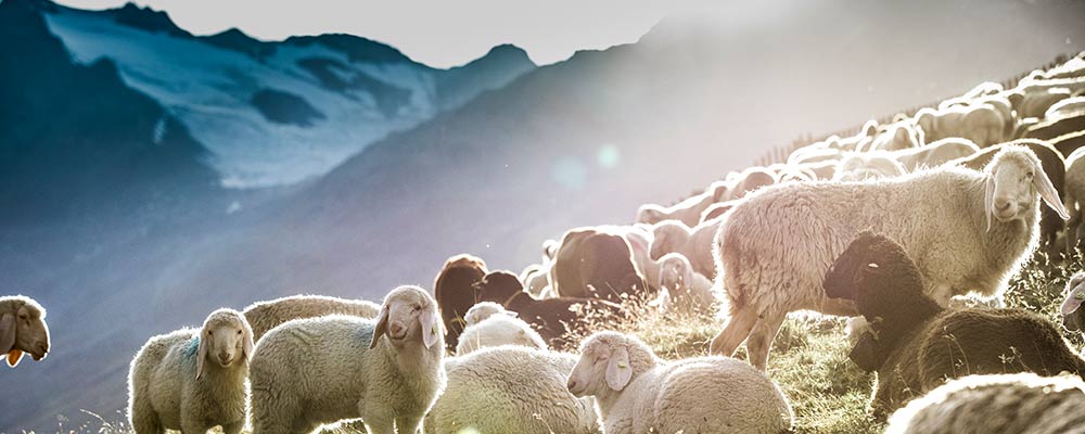 Gletscher-Skifahren im Sonnenschein