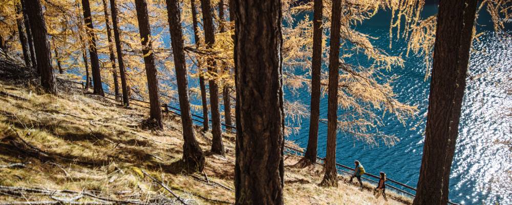Herbstwunder Lärche