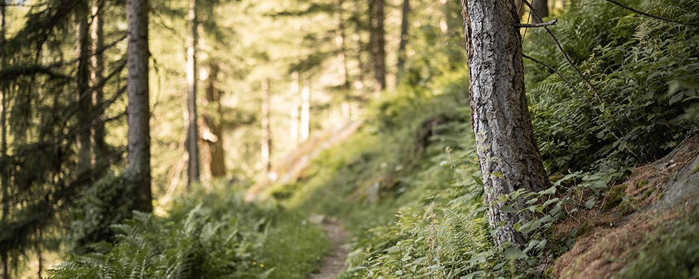 Gletscher-Skifahren im Sonnenschein