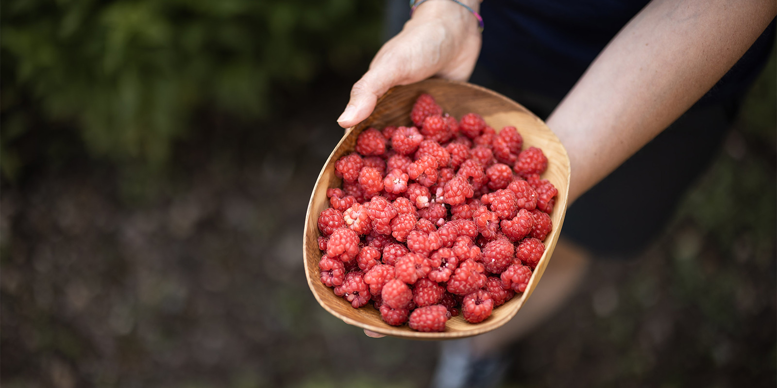 Himbeeren aus dem Garten