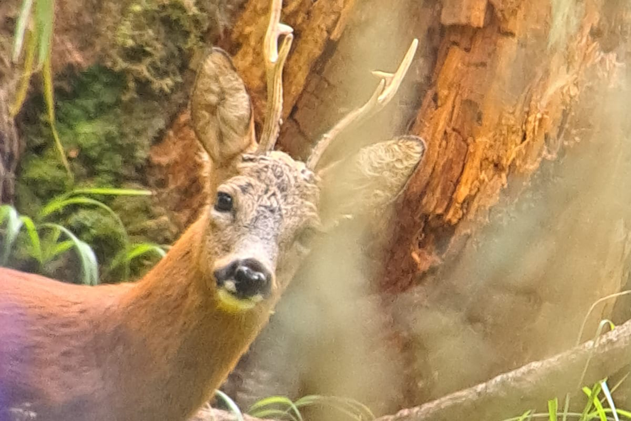 Geführte Wanderung: Wald und Wild – Lärche, Fichte, Hirsch und Reh
