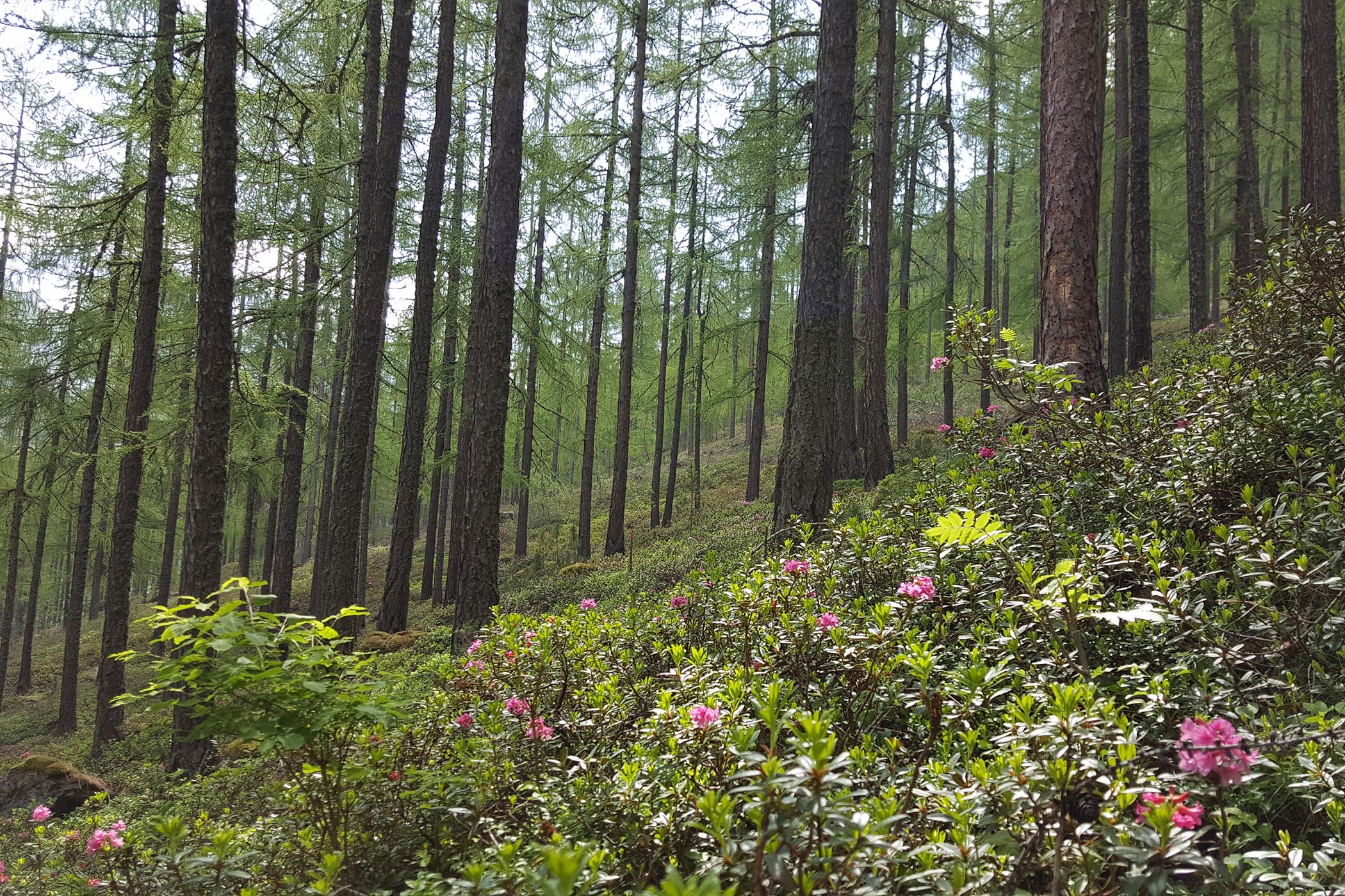 Wanderung durch den Lärchenwald