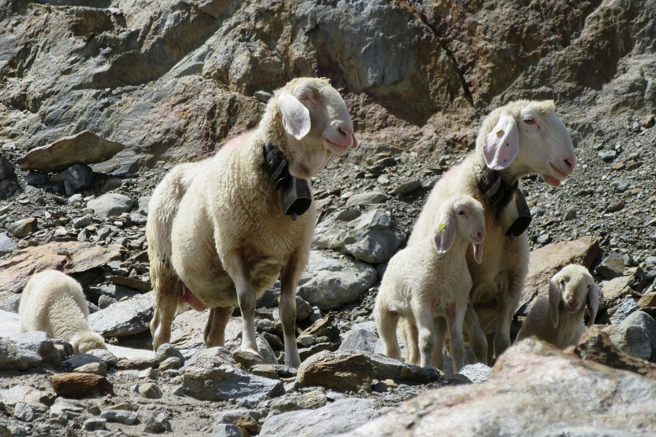 Geführte Herbstwanderung - Schnalser Schaf