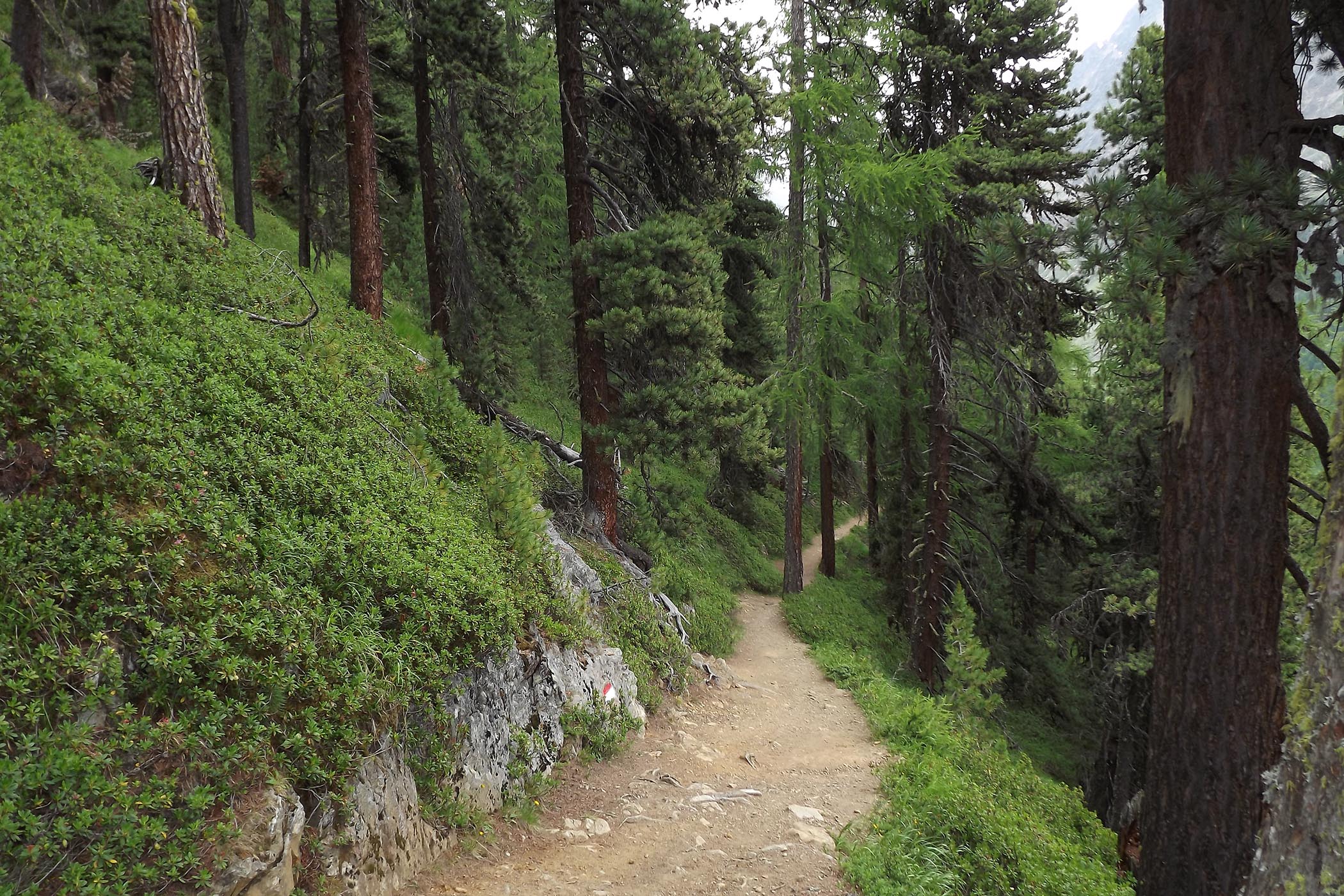 Geführte Wanderung: durch den Zirbelkieferwald