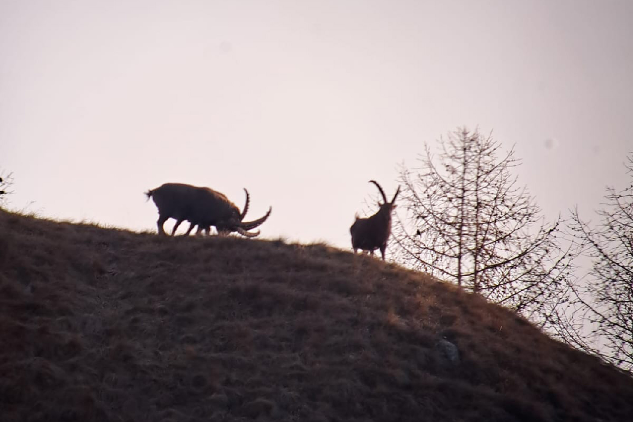 Geführte Wanderung: Wald und Wild – Zirbe, Steinbock und Gämse